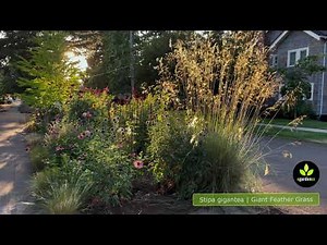 Stipa gigantea | Giant Feather Grass 🌾 #shorts