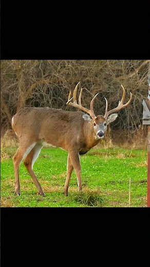 Big Deer Hunting Adventure in the Wild #deerhunting #deerseason #bucks