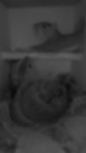 I have had camera boxes for many years, and through them I’ve been given a rare window into the lives of the little ones. Each season has brought new faces, new stories, and familiar families returning home. I’ve watched mothers guide their babies through their first moments of independence, teaching them to climb, explore, and find their place in the trees. I’ve seen generations grow, each one carrying a piece of the last, creating a circle of life that never really ends. These moments have bec