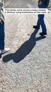 This family rescued a baby weasel giving it a warm home ❤️ #AnimalRescue #SaveAnimals #AnimalRescueMission #RescueAnimals #AnimalRescueEfforts #RescueAndAdopt #AnimalRescueStories #HelpAnimals #AnimalWelfare #AnimalAdvocacy #AnimalProtection #SaveOurAnimals #RescueDogs #RescueCats #shorts ❤️ | Harii Simone