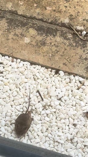 “Spastic Mouse”….