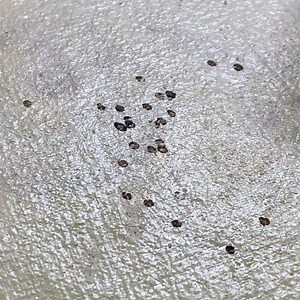 15K views · 421 reactions | Sometimes foreign surface particulate or gunk on a painting can’t be removed with a solvent or detergent for whatever reason and in those instances the tool or choice might be the scalpel. Slicing, chipping or scraping the alien matter or gunk off is a slow and delicate process and might still necessitate retouching. Luckily this was a very small area of scraping though a second pass is probably needed. | Baumgartner Fine Art Restoration | Facebook