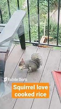 How to Feed a Squirrel and Birds! | Squirrel Best Food!