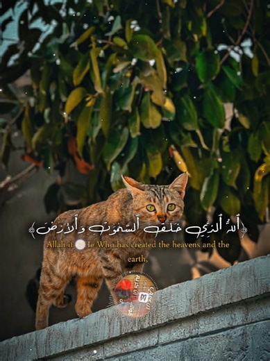 Best Quran Tilawat for Daily Motivation