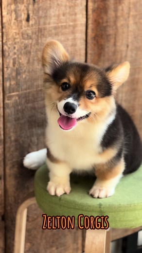 Meet Maxie: Adorable 3-Month-Old Corgi Puppy | Zeton Corgis