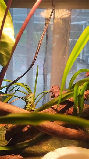 Incredible Emerald Basilisk: The Jesus Lizard