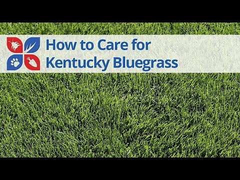 Kentucky Bluegrass Care | DoMyOwn.com