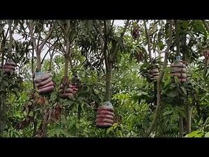 435K views · 19K reactions | သရက္ပင္ အကိုင္းႀကီးေတြကို အျမစ္ကူၿပီး အကိုင္းကူးတဲ့နည္း ျဖစ္ပါတယ္။ ဆန္းသစ္တီထြင္ လယ္ေျမတခြင္ အစီအစဥ္ ျဖစ္ပါတယ္။ | BBC Burmese | Facebook