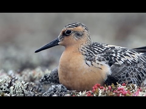 Saving the Red Knot