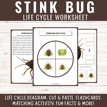 Brown Marmorated Stink Bug Life Cycle: Bugs & Insects Unit Study With Fun Facts!