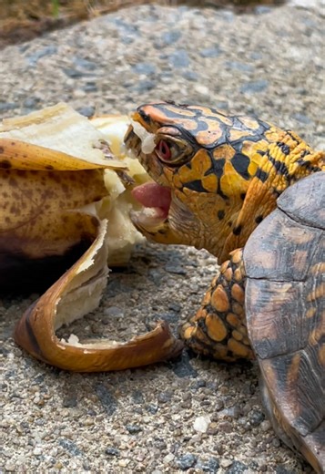 him 😂 Eastern box turtle Shredder enjoying one of his favorite treats — banana 🍌🐢 Box turtles are omnivores and love a variety of foods including fruits, insects, worms, and greens. Bananas are definitely one of Shredder’s top snacks, but like all fruits they’re best given in moderation. Watching turtles eat never gets old 😂 #turtle #turtlesofinstagram #boxurtle #easternboxturtle #turtlelove