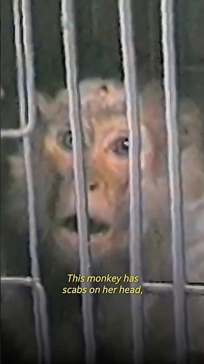 What's Happening to Monkeys at the University of Louisiana?