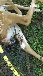56K views · 427 reactions | This adorable fawn was rescued from being caught in a soccer net ❤️ | Localish | Facebook
