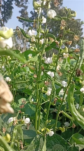 এ সময়ে মাত্রা অতিরিক্ত ফলন হয়েছে #agriculture #agriculturefarming #vlog