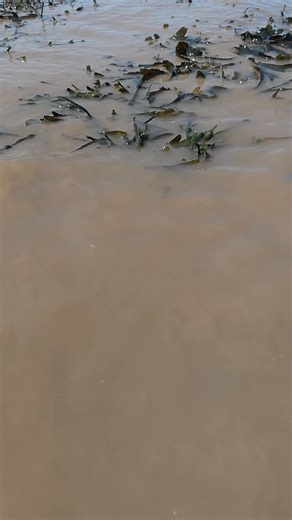 33K views · 268 reactions | See ya later Mr Bass . #theshorehunter #seafishing #fishing #catchandrelease #bass #bassfishing #lurefishinguk #lure #ukbeachfishing #fish #rayfishing | The Shore Hunter | Facebook