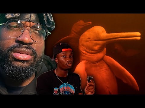 THE DISTURBING TRUTH ABOUT DOLPHINS