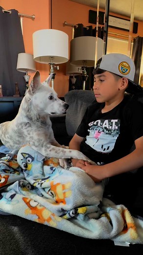 2.4M views · 85K reactions | Movie nights are ruined by my dog's non-stop chatter | Super Cattledogs | Facebook