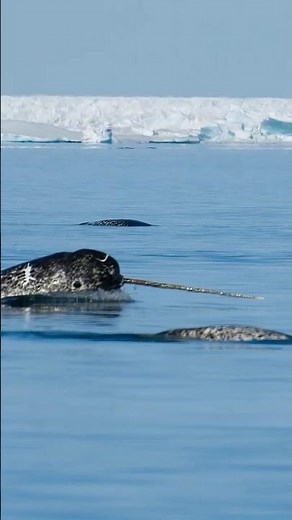 Why do narwhals have horns?