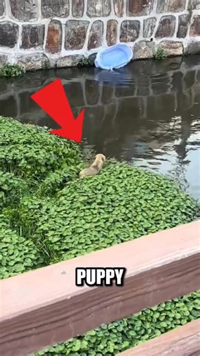 This Puppy Almost Didn’t Make It #shorts