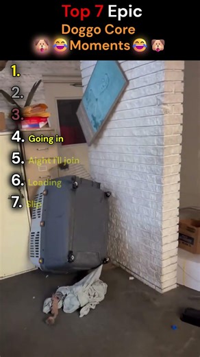 Top 7 Epic Doggo Core Moments || Dog Ranking #2