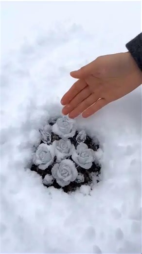Frozen petals under snow — rare ice flowers found in the Wild