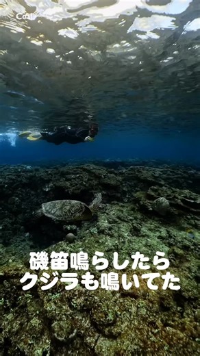 ウミガメシュノーケリング｜奄美大島 OKKY on Instagram: "今日は朝からクジラが沖で泳いでて🐳 午後はたくさんクジラの合唱🎤♪ #奄美大島 #シュノーケリング #くじら"