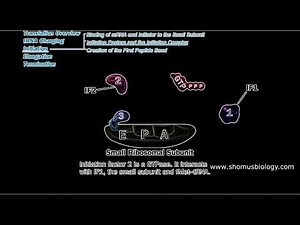 Translation initiation in prokaryotes | Prokaryotic translation initiation animation | Lecture 1