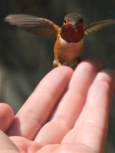 Captivating Hummingbirds in Slow Motion