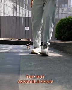 These pocket sized dogs are ready to steal your hearts🥺🥰