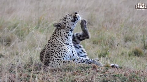 Watch Leopard Groom in Rare Peaceful Moment