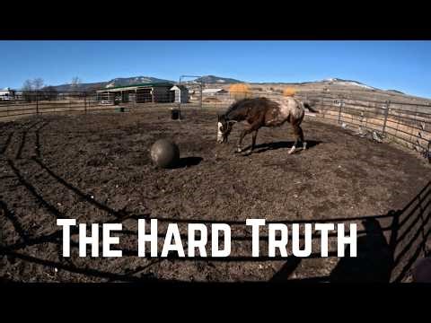 The Truth About Keeping a Stallion ~ Why I Made the Hard Choice