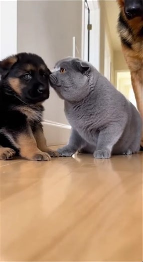 Scottish Fold Attack on Tiny Puppy… Then THIS Happens! 😂🐾