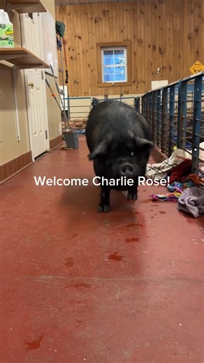 🐽💗 Meet Charlie Rose (or Charlie Girl), a sweet, lovable American Guinea Hog who recently arrived at Ross Mill Farm and is ready to find her forever home! She’s a big girl with an even bigger heart - she loves being around people, talking to you, and even being sung to! 🎶. She prefers a cozy couch over mud, good with older kids, and is used to living with dogs and cats (always supervised). She’s a little older and may have some arthritis, so she’s hoping for a home that can offer extra love a