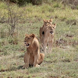 This is what it's all about, the moment the Lions of Lyon are finally introduced to their new, spacious and natural enclosure. 😍 Shamwari Private Game Reserve | Born Free Foundation