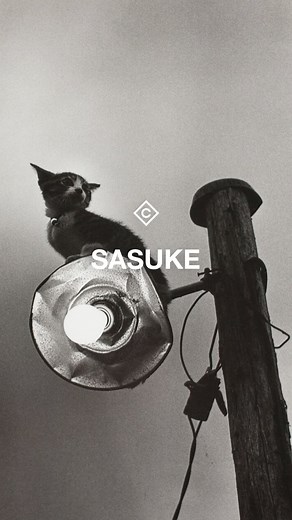CONTEMPORARY100 on Instagram: "‘Sasuke’ photo series and book (1977-1979) by photographer Masahisa Fukase (1934-2012) *the photographs featured are mostly all of Sasuke II In 1977, photographer Masahisa Fukase turned his lens toward a new companion: his cat, Sasuke. “That year I took a lot of pictures crawling on my stomach to be at eye level with a cat and, in a way, that made me a cat. It was a job full of joy, taking these photos playing with what I liked, in accordance with the changes of na