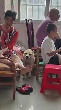 How different animals react to thunder