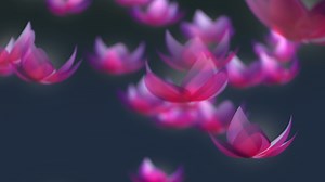 Lotus flower falling animation
