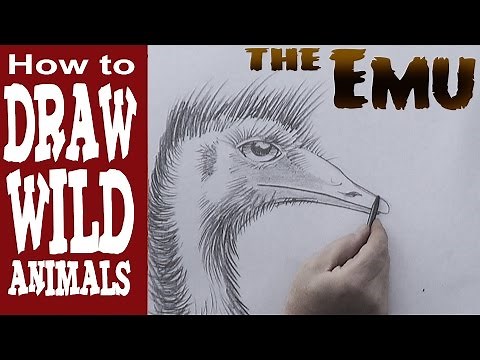 How to Draw an Emu ( beginner to intermediate)