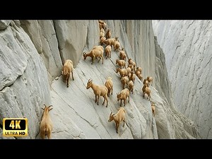 The incredible ibex defies gravity and climbs a dam | Amazing Animals