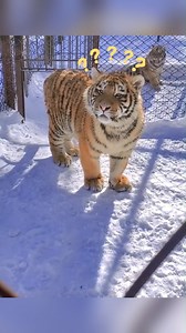 In the Northeast Tiger Park of #Changbai Mountain, a little tiger with a dazed expression and a pitiful face has captured the hearts of countless visitors. (cr: douyin chinadaily) | T-Time HK