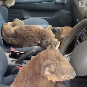 1.8M views · 163K reactions | KOALA RESCUE - A local family set up a...