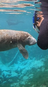 Want to swim with a manatee? Crystal River, Florida is the only place in the country where you can legally swim with manatees in their natural habitat. I joined Manatee Tour and Dive in Crystal River Florida, the manatee capital of the world, to see these magnificent creatures firsthand. Manatee Tour and Dive were a fantastic group of people that provided a professional, eco-friendly experience. They were also very fun, incredibly knowledgeable and I can’t wait to make this an annual trip! In th