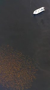 Traveling to Louisiana to target bull redfish is something every angler should do in their lifetime…It’s worth going down there, hiring a guide, supporting the community, and experiencing it for yourself. Stay tuned for next week's redfish conservation update. #FishItWell #SimmsFishing 🎥: Shallow Water Expeditions #FlyFishing #Redfish #SightFishing #Fishing #StockAssesment #Saltwater #SaltwaterFishing #Louisiana #NationalTreasure | Simms Fishing Products