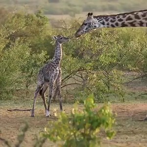 7.7K views · 146 reactions | A tender moment, witnessing Mother Nature at her best!!! A giraffe giving birth and beimg fortunate enough to witness the newborn's first steps on this earth heart-melting 凉殺漣拾 #giraffes #giraffe #giraffelove #giraffelovers #giraffeconservation #gamedrivesafari #safari #africansafari #babygiraffe #giraffebaby #babyanimals | Animal Time | Facebook