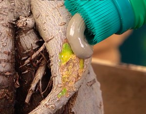 Saving a damaged plant: watch it come back to life 🌳 | 5-Minute Crafts Teens