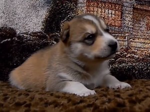 Compilation de chiots mignons (vidéo)