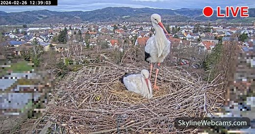【LIVE】 Webcam Storchennest-Kirchzarten | SkylineWebcams