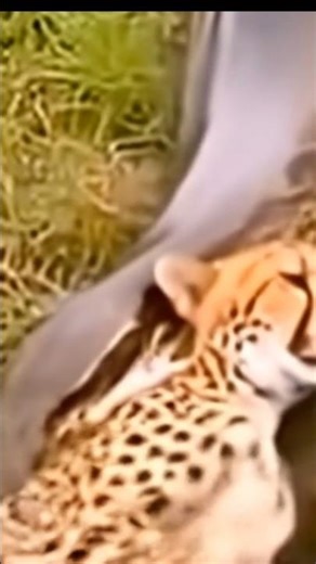 CHEETAH VS PYTHON:l SHOCK RIVERSIDE AMBUSH !”