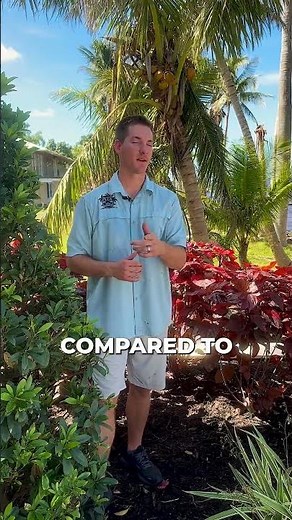 The BEST Hedges for Pool Privacy - Copperleaf Hedges