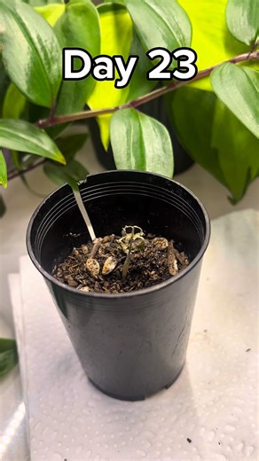 ThePottyPlant on Instagram: "I’m not sure if it can come back from this, should I poop a second generation of plants to carry on the legacy? #plants #toilet #mysteryplant"